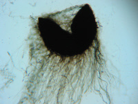 Microascus cinereus