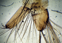 Aedeomyia furfurea