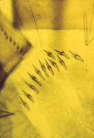 Peigne du huitième segment d'une larve de moustique Aedes aegypti.