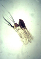 Larve d'Aedes notoscriptus