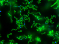 Candida albicans en microscopie à fluorescence