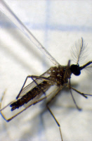 Inoculation dans un moustique