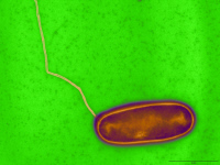 Legionella pneumophila et son flagelle