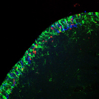 Zone neurogénique dans le cerveau adulte