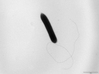 Thermoanaerobacter mathranii subsp. alimentarius