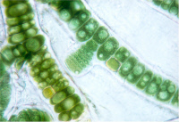 Cyanobactérie Stigonema ocellatum souche PCC 9435