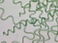 Cyanobactérie Arthrospira souche PCC 7940