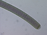 Cyanobactérie Oscillatoria souche PCC 7515