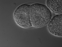 Embryon de Caenorhabditis elegans
