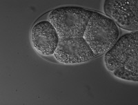 Embryon de Caenorhabditis elegans