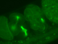 Embryons de Caenorhabditis elegans mutant spr