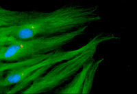 Astrocytes de rat polarisés en migration marqués par immunofluorescence