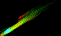 Astrocyte de rat polarisé en migration marqué par immunofluorescence
