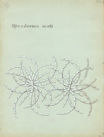 "Mycoderma aceti". Planche de Lackerbauer