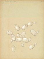 Levures de bière, planche de Lackerbauer v.1870