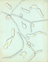 Planche de Lackerbauer v.1870 représentant des microbes observés par Pasteur