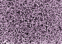 Mycobacterium marinum en microscopie electronique à balayage. Fausses couleurs.