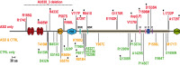 Ensemble des mutations identifiées et localisées sur la protéine SHANK2