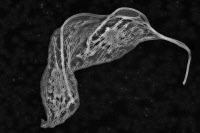 Cytosquelette de Trypanosoma brucei