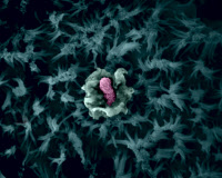 Invasion de cellules épithéliales intestinales par Shigella flexneri