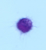 Cellule dendritique myéloïde dérivée de monocytes de singe vert d'Afrique