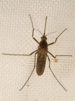 Moustique Aedes vexans femelle