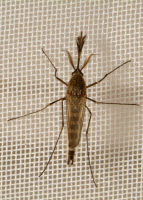 Moustique Aedes vexans mâle