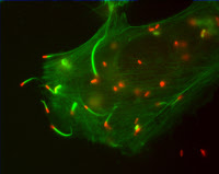 Comètes d'actine formées par Listeria monocytogenes au cours de l'infection de cellules PtK2.