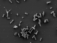 Yersinia pestis en microscopie electronique à balayage.