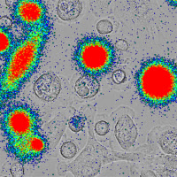 Macrophages humains primaires exposés à un pseudovirus VIH portant le gène de la luciférase.
