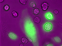 Macrophages humains primaires exposés à un pseudovirus VIH portant le gène de la protéine fluorescente verte