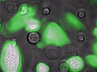 Macrophages humains primaires exposés à un pseudovirus VIH portant le gène de la protéine fluorescente verte
