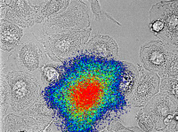 Macrophage primaire humain infecté par un pseudovirus VIH portant le gène de la luciférase