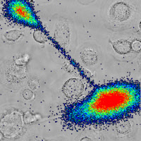 Macrophages infectés par le VIH partageant du contenu cytoplasmique