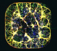Imaging neurons from patient with neurological disorders employing Institut Pasteur of Korea imaging technology.