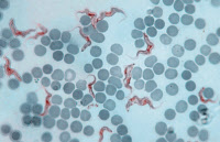 Trypanosoma brucei gambiense dans le sang humain. 