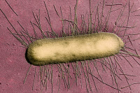 Bactérie Escherichia coli en microscopie électronique