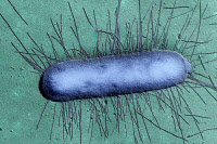 Bactérie Escherichia coli