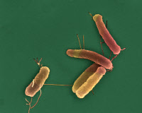 Bactéries Escherichia coli en microscopie electronique à balayage