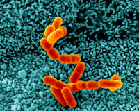 Bactéries et maladies bactériennes