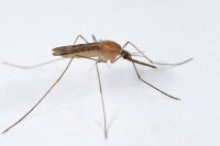 Moustiques et autres arthropodes vecteurs de maladies