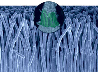 Structure des processus caliciels (en vert) révélée au microscope électronique