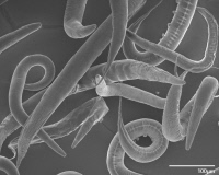Nématodes Caenorhabditis elegans en microscopie électronique à balayage