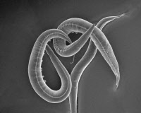 Nématodes Caenorhabditis elegans en microscopie électronique à balayage