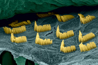 Cellules sensorielles auditives de l'oreille interne, vue en microscopie électronique à balayage.