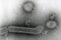 Virus de la grippe (influenza) A/TeXAS/1/77 (H3N2)