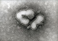 Virus de la grippe A2 de Hong Kong