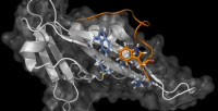 Une molécule du virus de la rage (structure en orange) vient interagir spécifiquement avec une protéine neuronale (en gris)