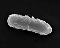 Bactérie Salmonella enterica enterica en microscopie à balayage.