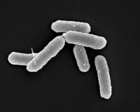 Bactéries Salmonella enterica en microscopie à balayage.